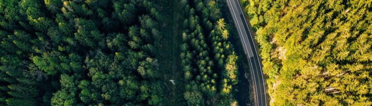 route forêt développement durable